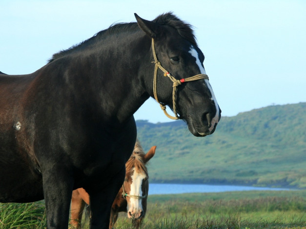 Обои картинки фото животные, лошади