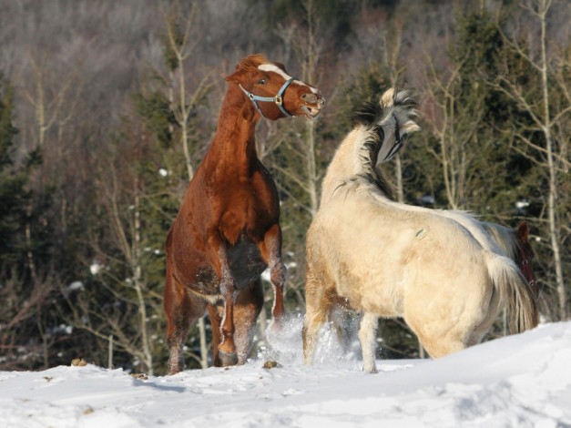 Обои картинки фото животные, лошади