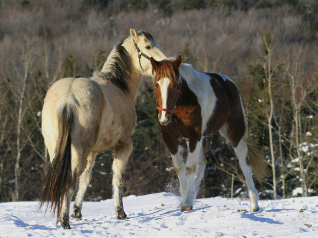 Обои картинки фото животные, лошади