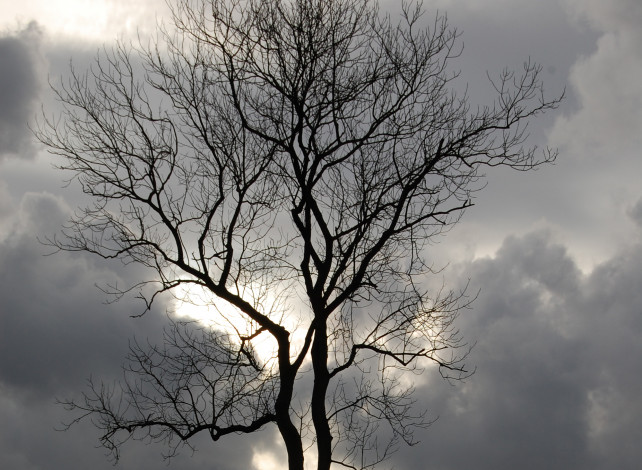 Обои картинки фото природа, деревья