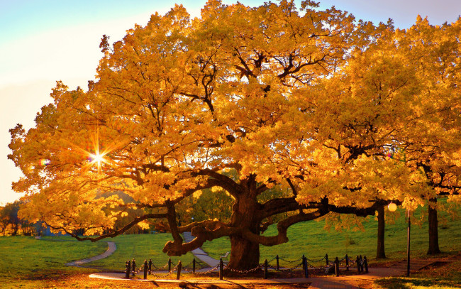 Обои картинки фото природа, деревья