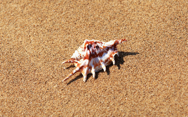 Обои картинки фото разное, ракушки, кораллы, декоративные, spa, камни