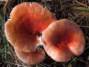 Картинка природа грибы