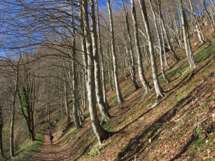 Картинка природа лес