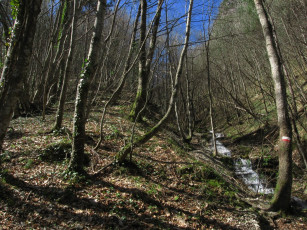 Картинка природа лес ручей