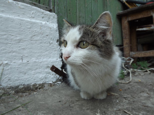 Картинка животные коты кот