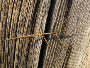 Картинка животные насекомые палочник