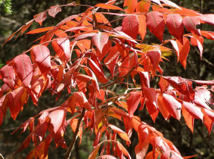 Картинка природа листья ветка