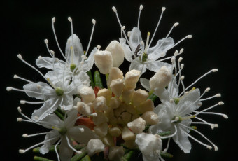 Картинка цветы цветущие деревья кустарники лепестки