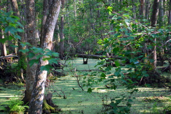 Картинка природа лес ветки сучья вода