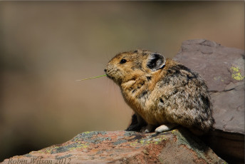 Картинка животные другое пищуха камни