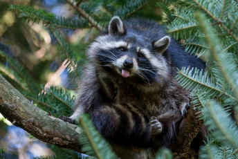 Картинка животные еноты рожа язык смешной