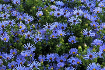 Картинка цветы астры