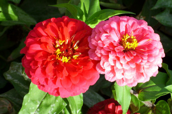 Картинка цветы цинния цинии