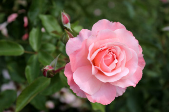 Картинка цветы розы розовый