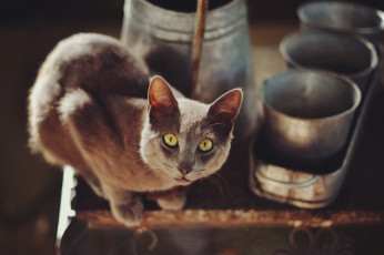 Картинка животные коты взгляд