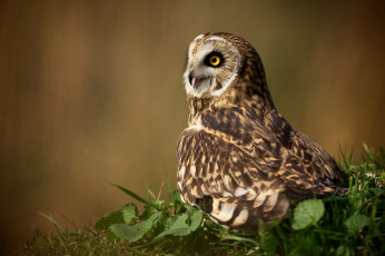 Картинка животные совы птица трава