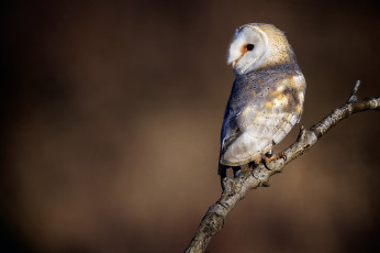 Картинка животные совы сипуха ветка