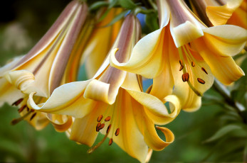 Картинка цветы лилии лилейники макро колокольчики желтый