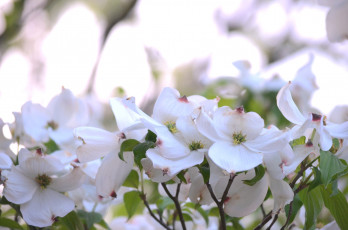 Картинка цветы кизил нежность