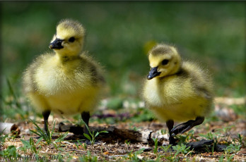 Картинка животные утки утята птенцы