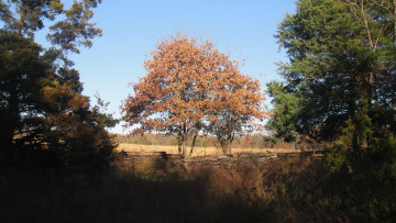 Картинка природа деревья лес опушка забор дерево