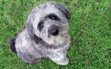 Картинка животные собаки забота верность дружба