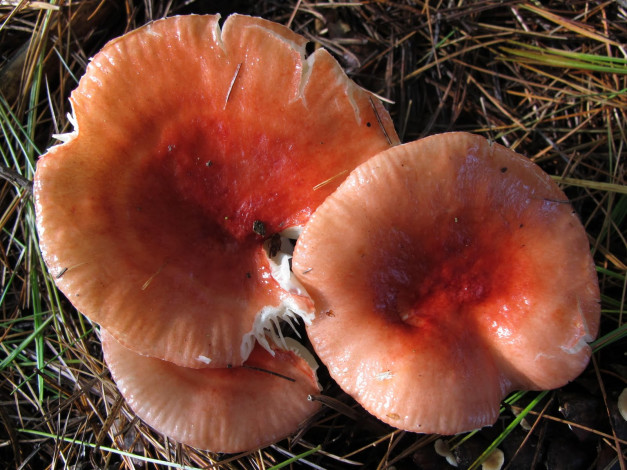 Обои картинки фото природа, грибы