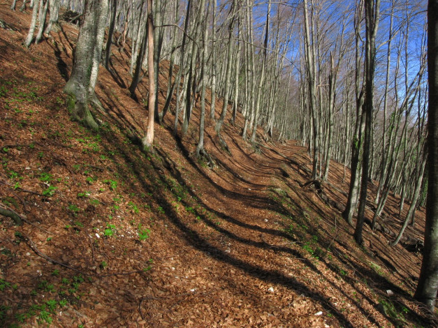 Обои картинки фото природа, лес