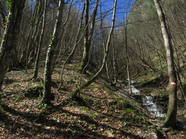 Обои картинки фото природа, лес, ручей