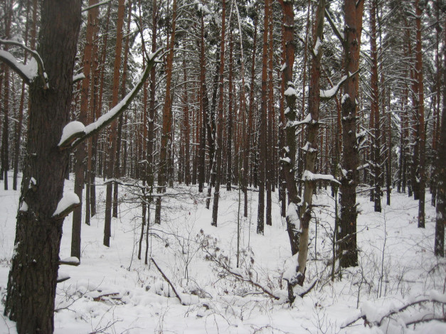 Обои картинки фото природа, зима, лес, снег