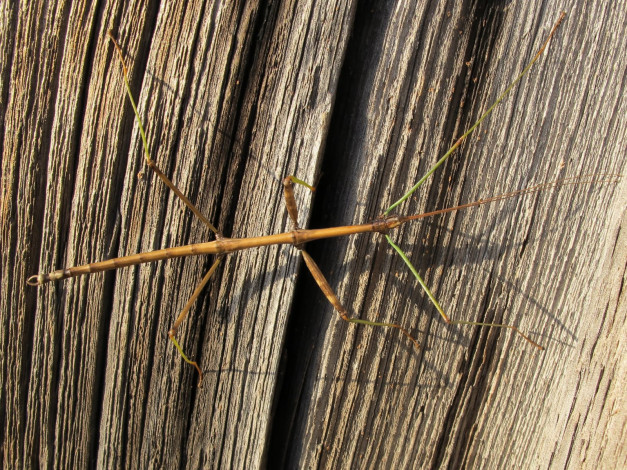 Обои картинки фото животные, насекомые, палочник