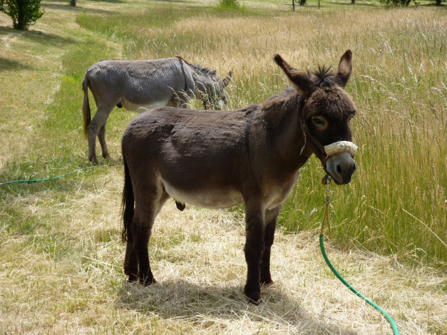 Обои картинки фото животные, ослы, ослики