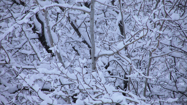 Обои картинки фото природа, зима, ветки, снег