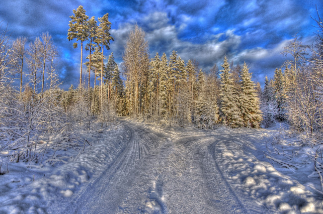 Обои картинки фото природа, зима, снег, деревья