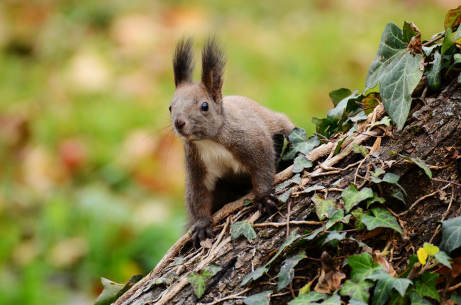 Обои картинки фото животные, белки, зверек, кисточки
