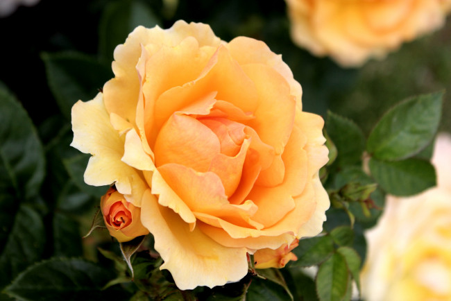 Обои картинки фото цветы, розы, оранжевый