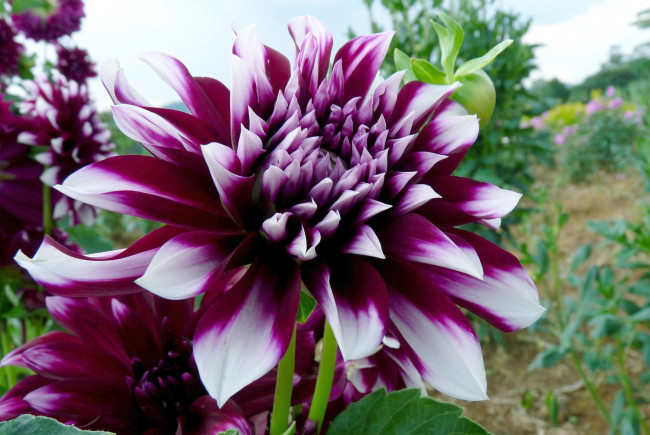 Обои картинки фото цветы, георгины, пестрый