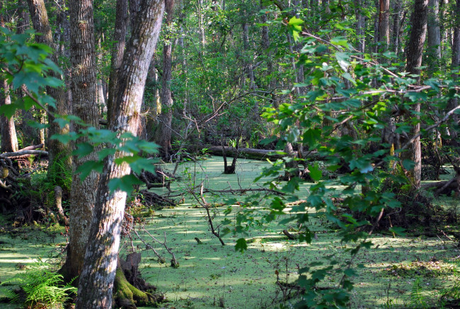 Обои картинки фото природа, лес, ветки, сучья, вода