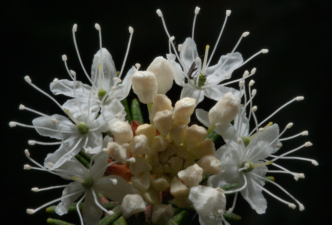 Обои картинки фото цветы, цветущие, деревья, кустарники, лепестки