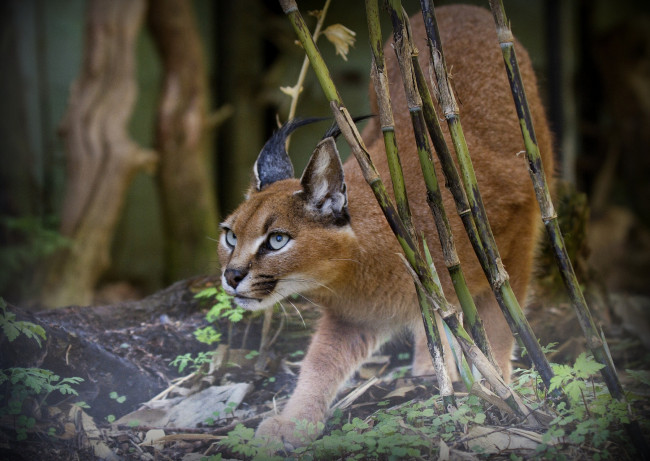 Обои картинки фото животные, рыси, бамбук, каракал