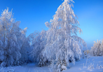 Картинка природа зима снег лес ели