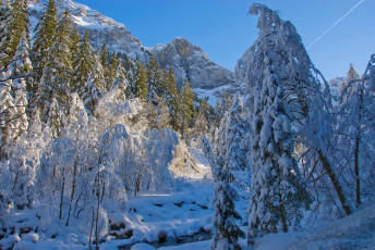 Картинка природа зима лес снег ели