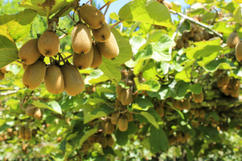 Картинка природа плоды дерево ветки листва киви