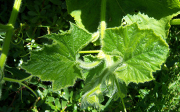 Картинка природа листья