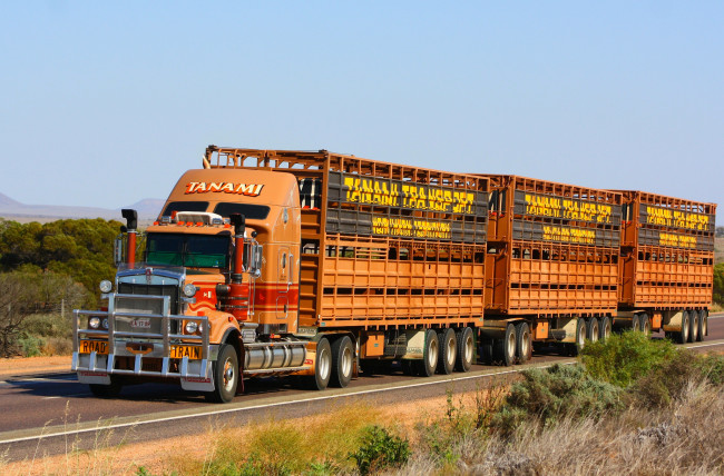 Обои картинки фото kenworth, автомобили, truck, company, автобусы, грузовые, сша