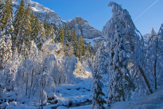 Обои картинки фото природа, зима, лес, снег, ели