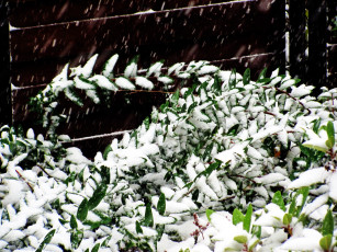 Картинка природа зима снег