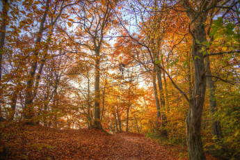 Картинка природа лес осень