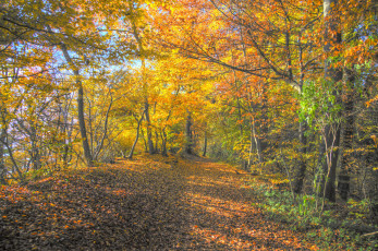 Картинка природа дороги осень лес